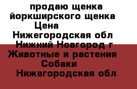 продаю щенка йоркширского щенка › Цена ­ 15 000 - Нижегородская обл., Нижний Новгород г. Животные и растения » Собаки   . Нижегородская обл.
